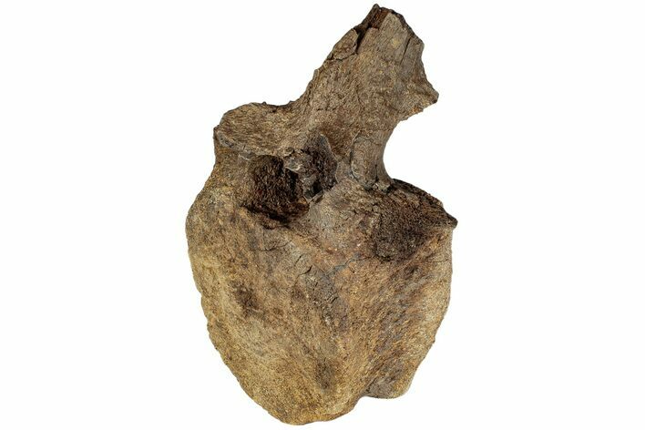 Hadrosaur (Edmontosaurus) Anterior Caudal Vertebra - Wyoming #232743